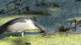 Persistent salamander tries to wriggle back out of heron's mouth
