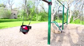Just a puppy on a swing