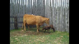 Newborn calf stands for the very first time