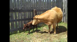 Newborn Baby Calf (cow) Suckles for the Very First Time
