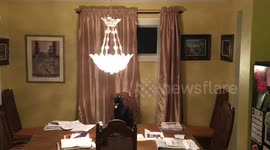 Cat Tries to Catch Flying Bug