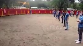 Comprobado un toro de lidia si no lo molestas no ataca-Found a bull if not annoying not attack