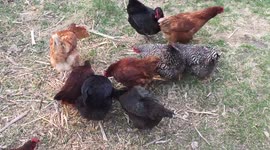Backyard chickens have a big fight over one slice of pizza