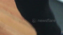 Super excited dog calms down on command