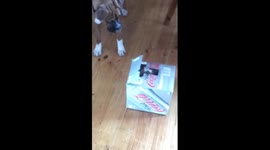 Boxer Dog Puppy playing with cat in diet coke box Funny