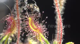 4K footage of a carnivorous plant wrapping around bug