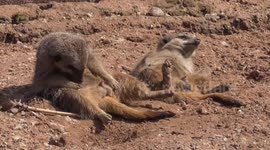 Sleepy meerkat can't stay awake