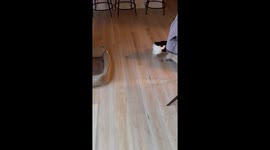 Puppy Joey's bedtime adventures: dragging brother Chandler's bed