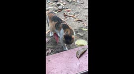 Peculiar feeding habits: stray cat scoops food with paw