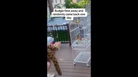 TikToker's emotional reunion as bird returns home in New York