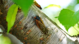 Mass Emergence: 17-Year Cicadas Swarm North America in Spectacular Display