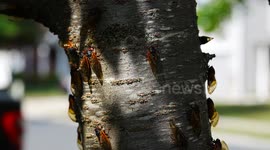 Mass Emergence: 17-Year Cicadas Swarm North America in Spectacular Display