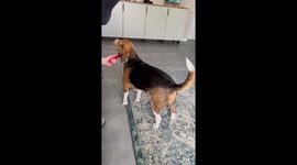 Dog gets high from scratching