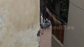 Incredible Bond: Witness Two Pigeons Caring Deeply for Each Other