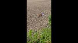 Heroic moment Italian man rescues fox cub wandering aimlessly with milk carton stuck on head