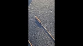 Spreading Cattail Seeds