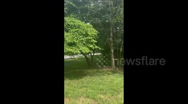 US: Brood XIX Cicadas Emerge In Southeast 3