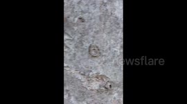 US: Brood XIX Cicadas Emerge In Southeast 4