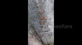 US: Brood XIX Cicadas Emerge In Southeast 5