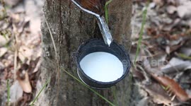 Myanmar aims to export 350,000 tons of rubber in FY 2024-25