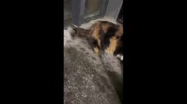 Restaurant owner has adopted 13 stray cats over 10 years in China