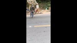 The little man carried 200kg of pineapples on his back and moved to the pineapple gathering area