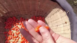 Sci-tech innovation boosts value of Ningxia's goji berries