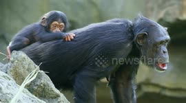Spain: Grieving chimpanzee mother still carries mummified baby with her