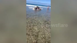 Huge whale carcass found on beach in the Philippines
