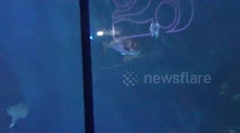 Plymouth Aquarium, a generic video of of a giant fish tank with spectators enjoying the atmosphere.