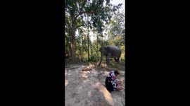 Elephant Gently Startled By Dog