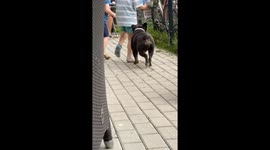 French Bulldog is playing with his human brothers, very cute