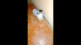 My two-week old kitten likes fitting in shoes she behaves like a child lol