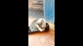 My small kitten loves fitting in big shoes I just can't stop laughing