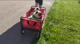 Two pugs dogs go for a walk with two toddlers in a hot day and finished in a troller drawn by dad