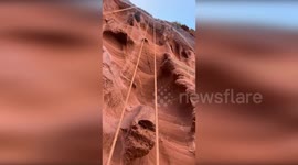 UK: Railway Worker Discovers Tawny Owl Nest Amid Dawlish Cliffs Construction