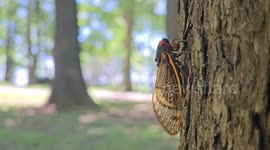 Rare 200 Year Phenomenon Dual Cicada Emergence Seen In Western Kentucky, USA