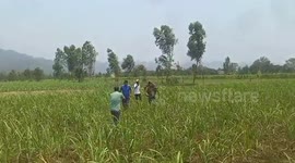 India: Leopard strays into sugarcane field