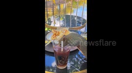 Wild squirrel brazenly sips from tourist's drink and swipes strawberry in China