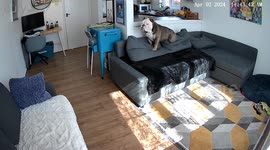 When your dog sounds like a dinosaur