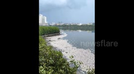 Workers salvage 8 tonnes of dead fish from lake amidst concerns over recent rainstorms in southern China