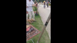 Therapy dog marionette spreads comfort and joy to those in need