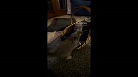 4 week old kittens playing in a basket. Adorable, fluffy! Gray and white with socks and calico.