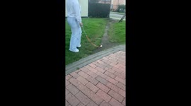 Unexpected encounter: girl takes hamster for a stroll in Bogota