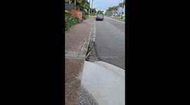 Parrot plunge: dramatic fall caught on camera