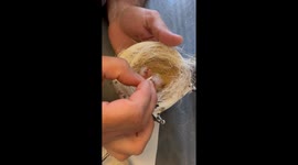 Unlikely surrogate: Man steps up to become a mother hen to chicks