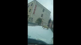 Yak slides down icy snow-covered driveway in China