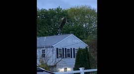 Raccoon Plays on Power Line
