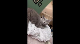 Gray Cat chattering Talking on the couch