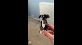 Merlin and His Mini-Me